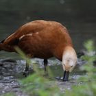 Ente im Basler Zoo