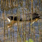 ...Ente im Baumarkt....