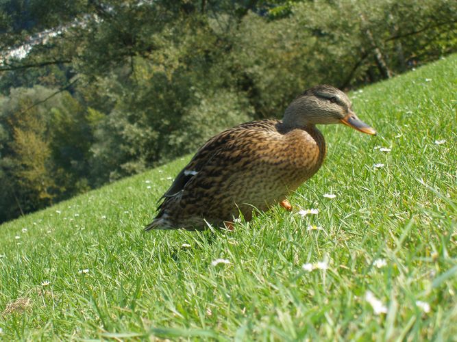 Ente im Bergaufmarsch