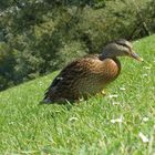 Ente im Bergaufmarsch