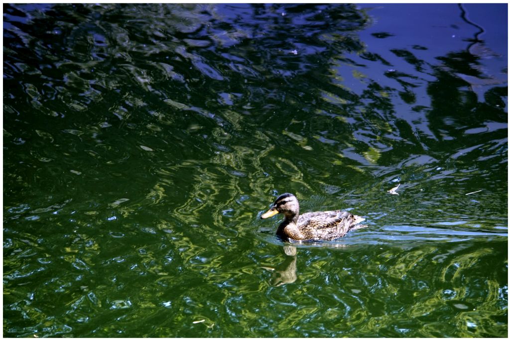 Ente im blaugrünen Sommerschwimmtraum