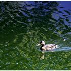 Ente im blaugrünen Sommerschwimmtraum