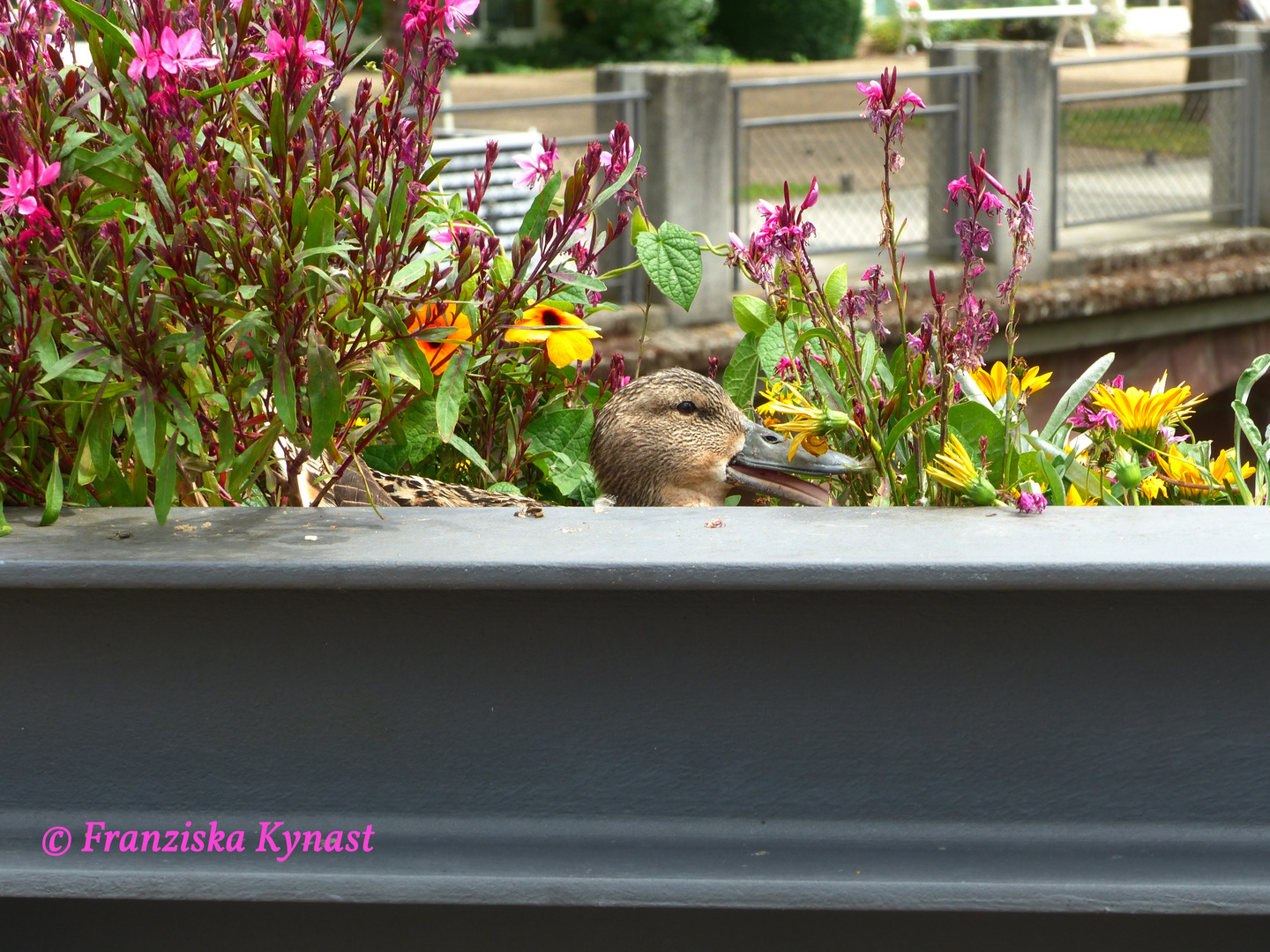 Ente im Blumenkasten an der Brücke