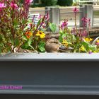 Ente im Blumenkasten an der Brücke