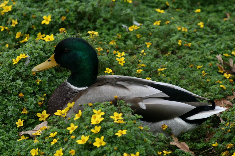 ente im blumenmeer