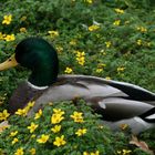 ente im blumenmeer