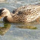 Ente im Bodensee