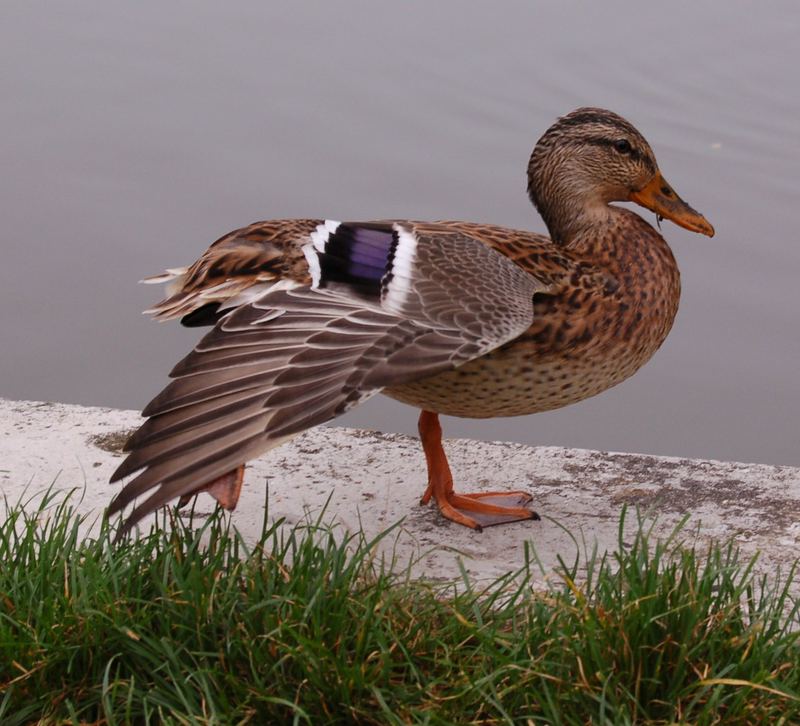 Ente im Botanischen Garten