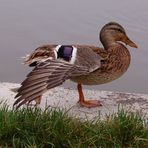 Ente im Botanischen Garten