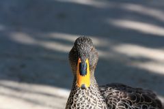 Ente im Butterfly Garden in Paarl Südafrika