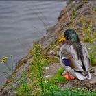 Ente im Duisburger Innenhafen I