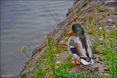 Ente im Duisburger Innenhafen I