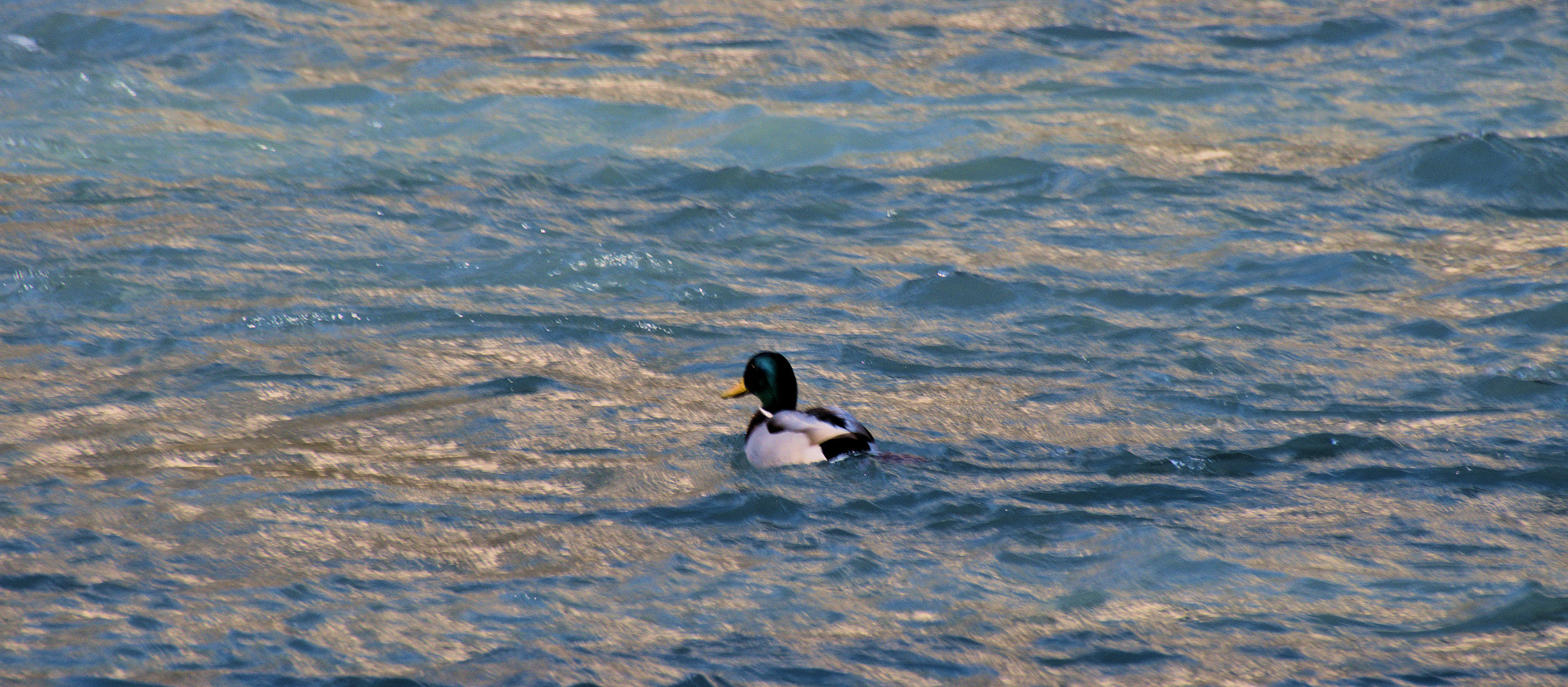 Ente im eisigen Inn