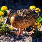 Ente im Englischen Garten