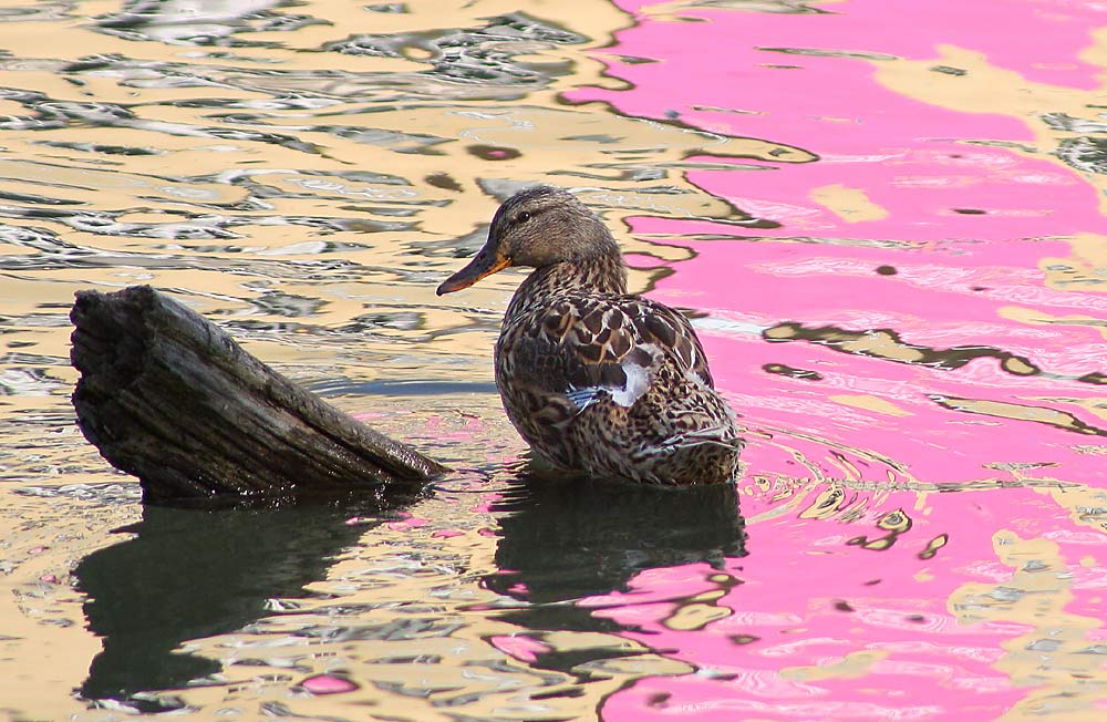 Ente im Farbenbad