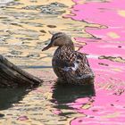 Ente im Farbenbad