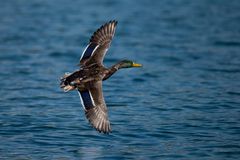 Ente im Flug 1