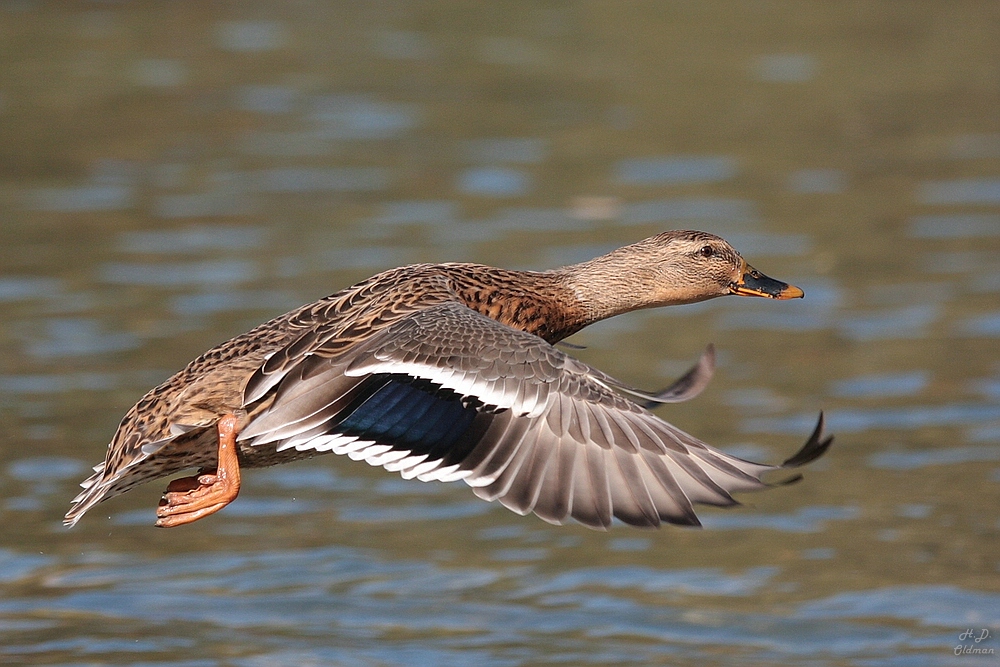 Ente im Flug