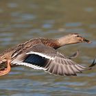 Ente im Flug