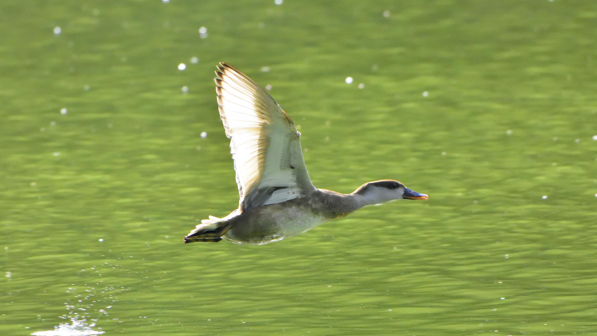 Ente im Flug