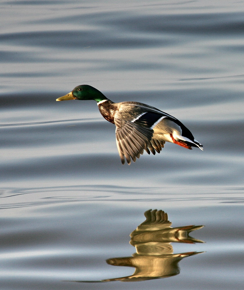 Ente im Flug