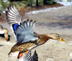 Ente im Flug