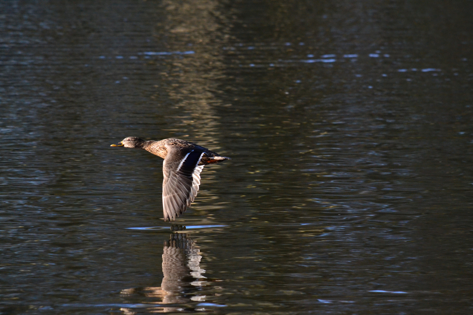 Ente im Flug