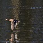 Ente im Flug