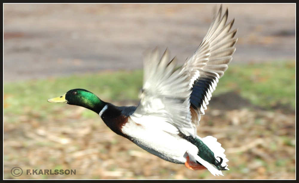 Ente im Flug