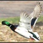 Ente im Flug