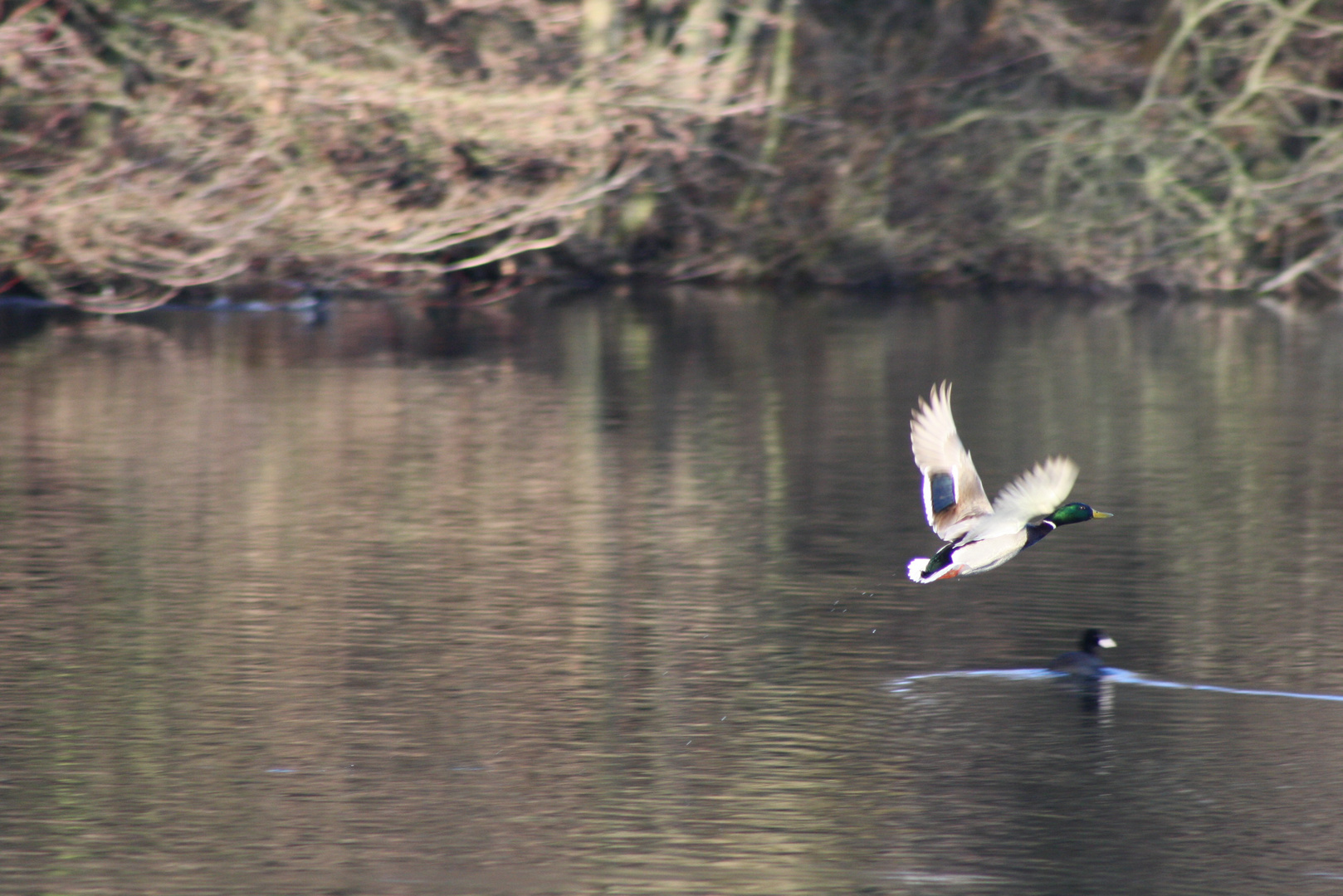 Ente im Flug