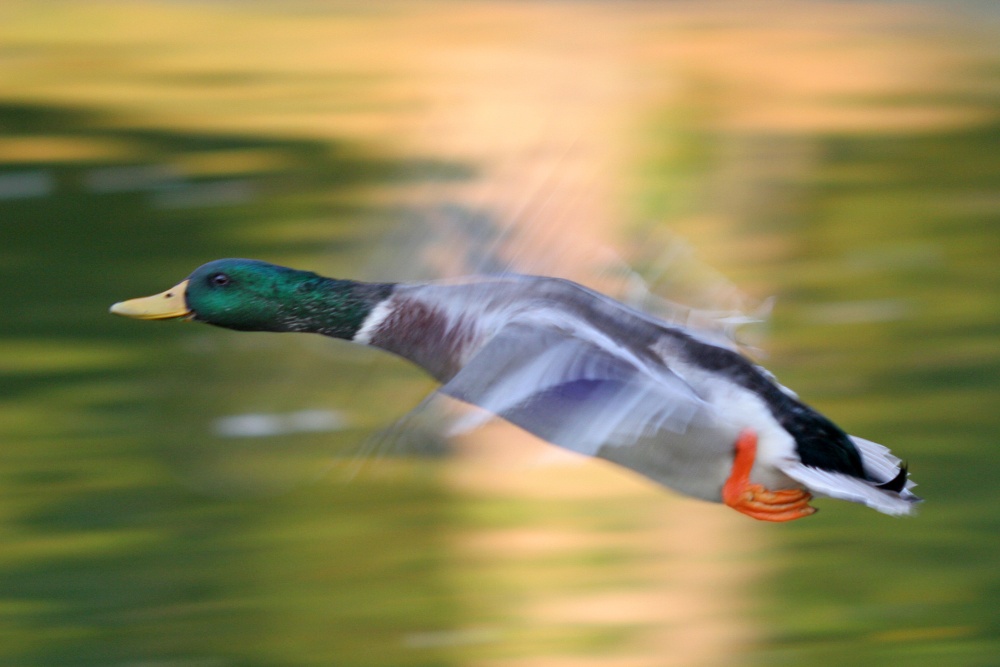 Ente im Flug