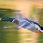 Ente im Flug