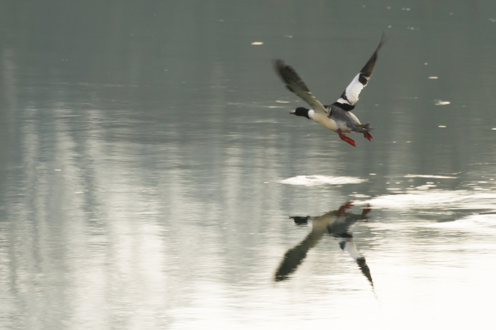 Ente im Flug