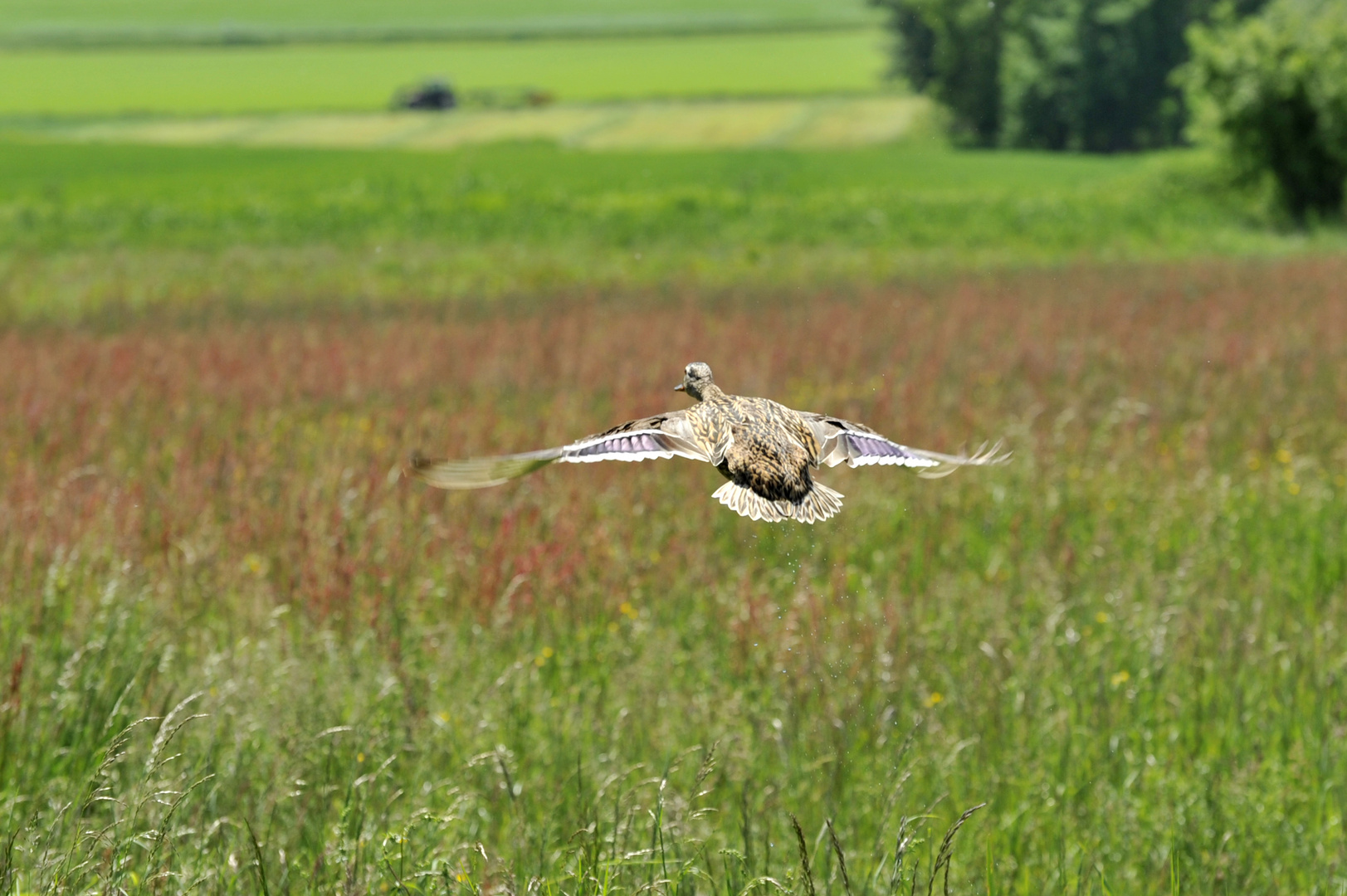 Ente im Flug