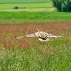 Ente im Flug