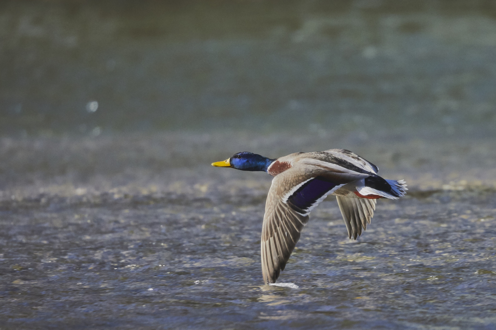 Ente im Flug 