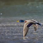 Ente im Flug 