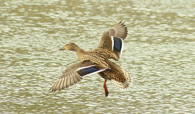 Ente im Flug