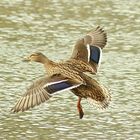 Ente im Flug