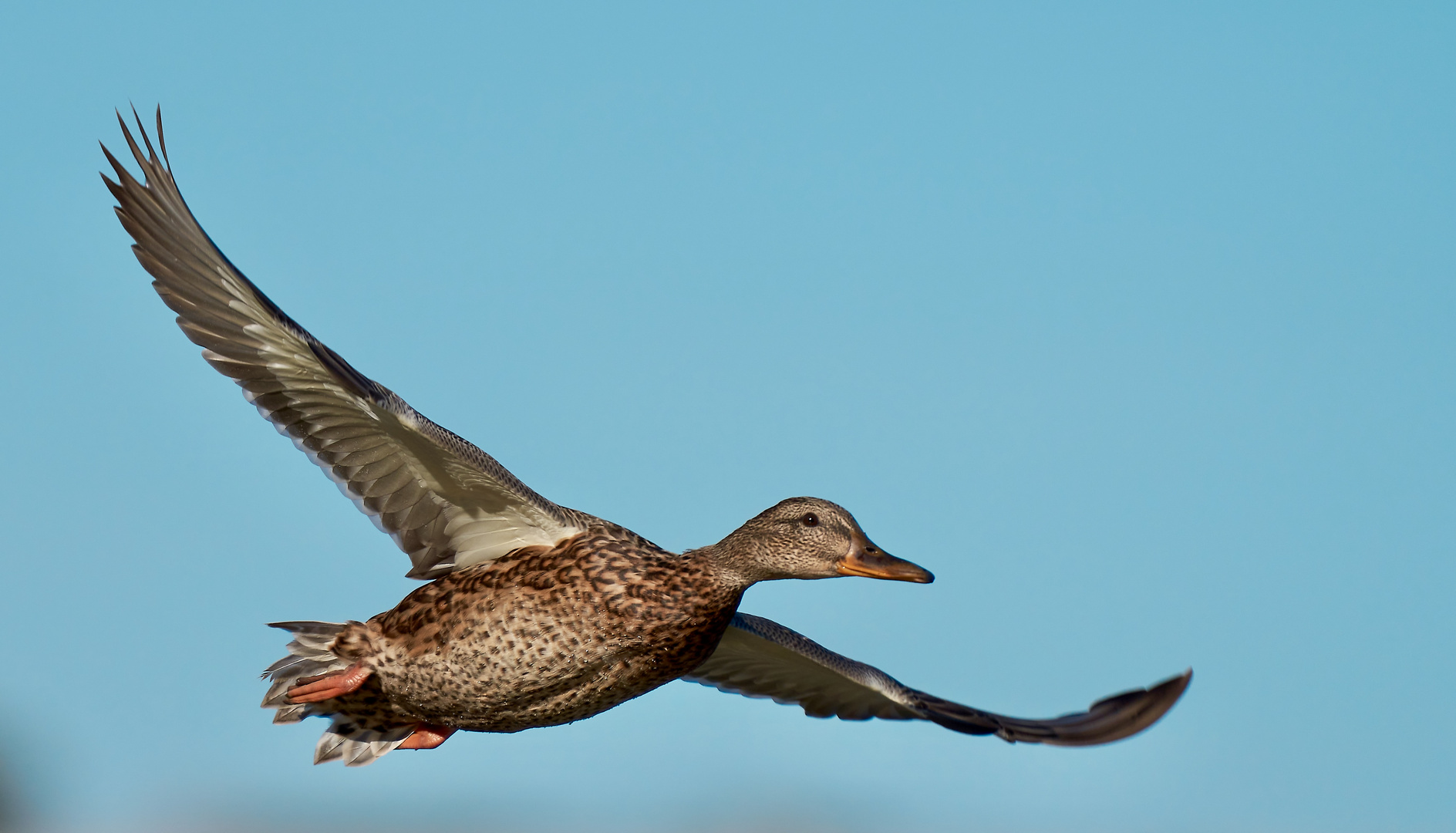 Ente im Flug