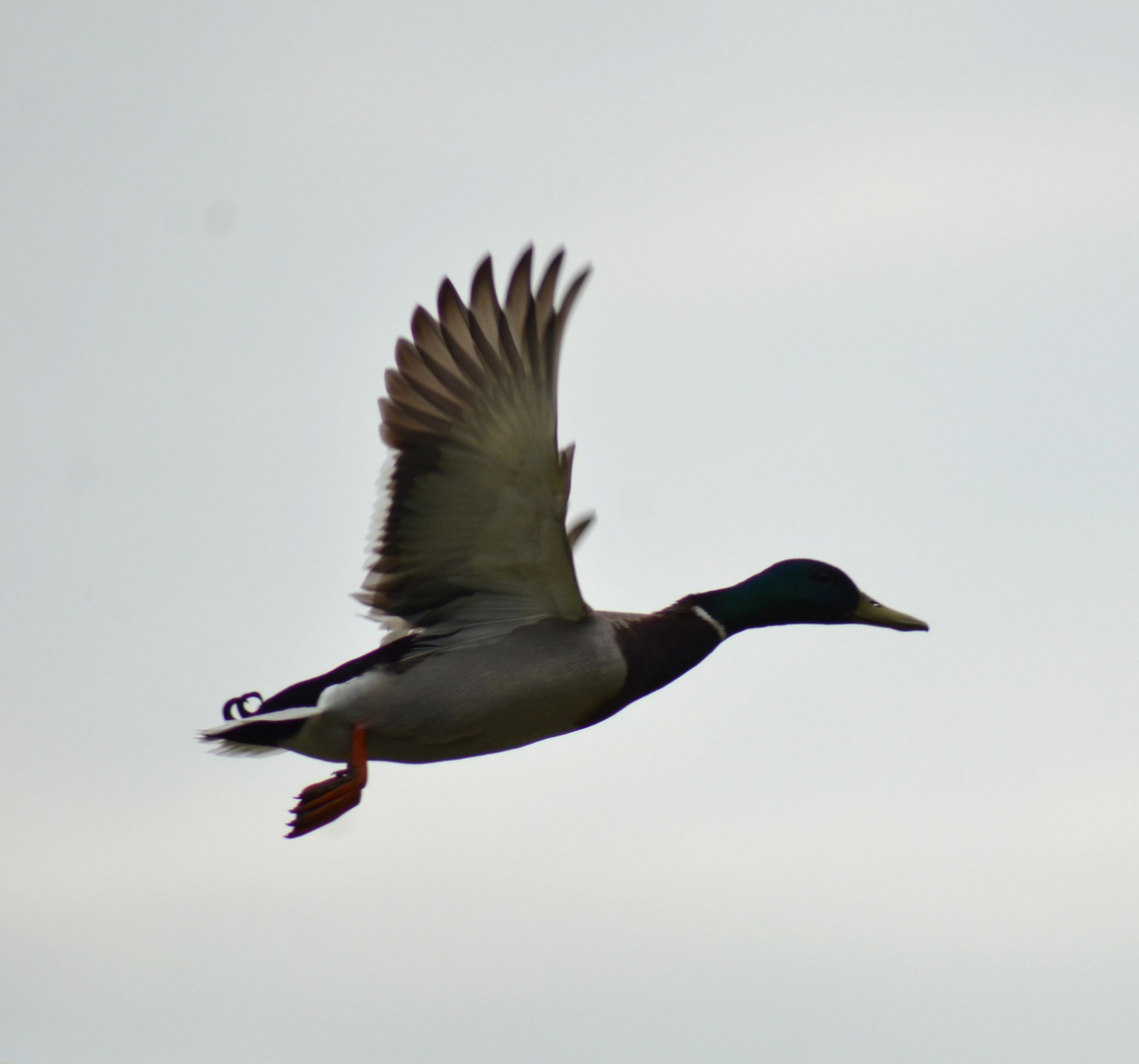 Ente im Flug