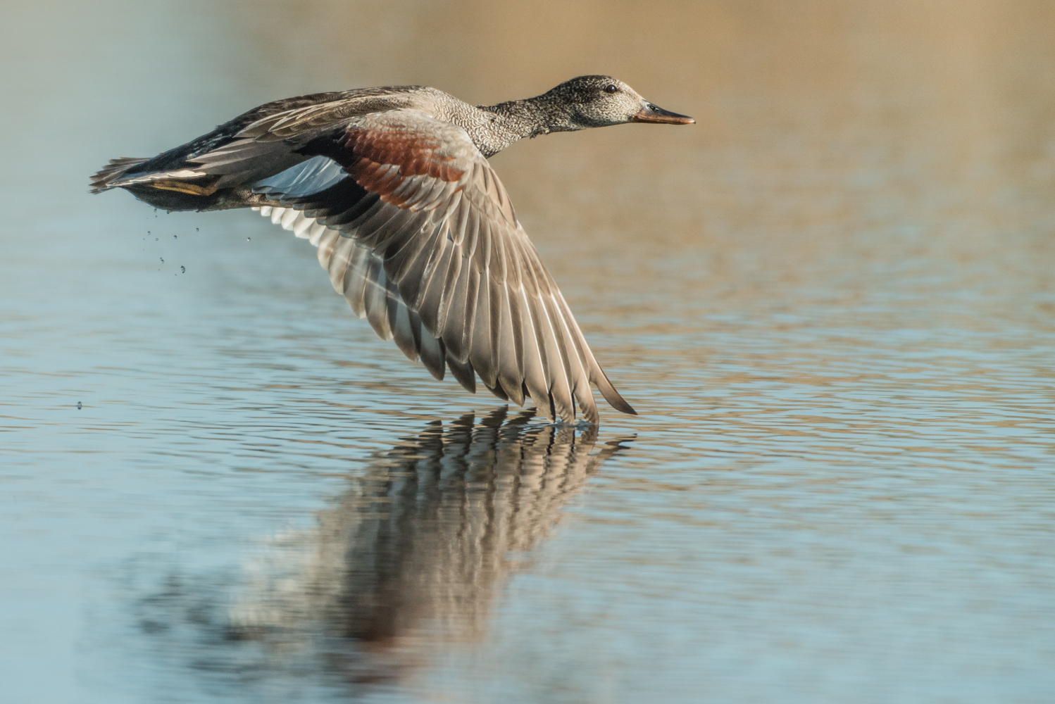 Ente im Flug