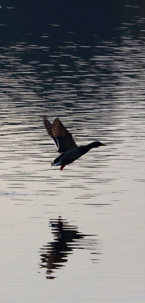 Ente im Flug (III)