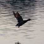 Ente im Flug (III)