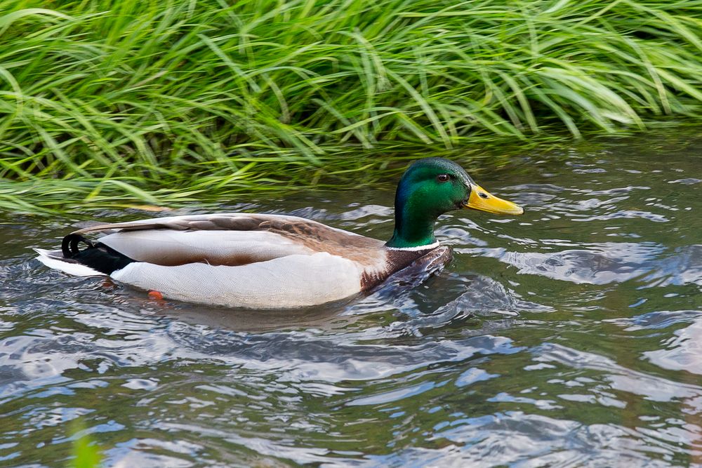 Ente im Fluss