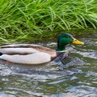 Ente im Fluss