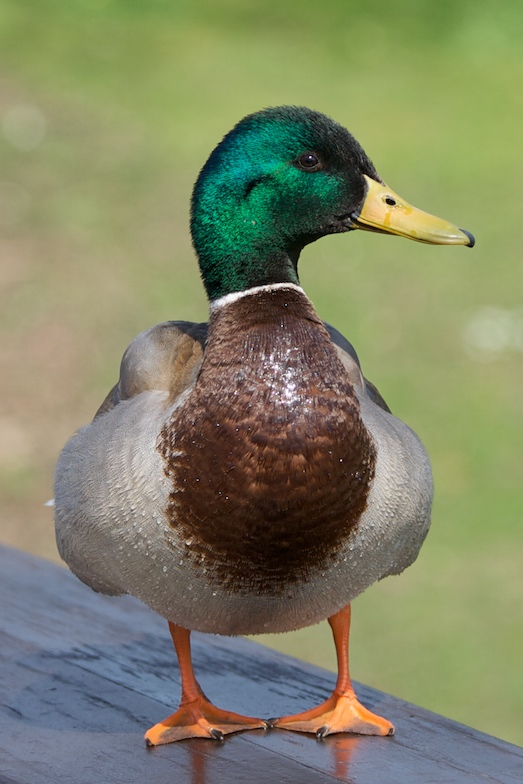 Ente im Fokus