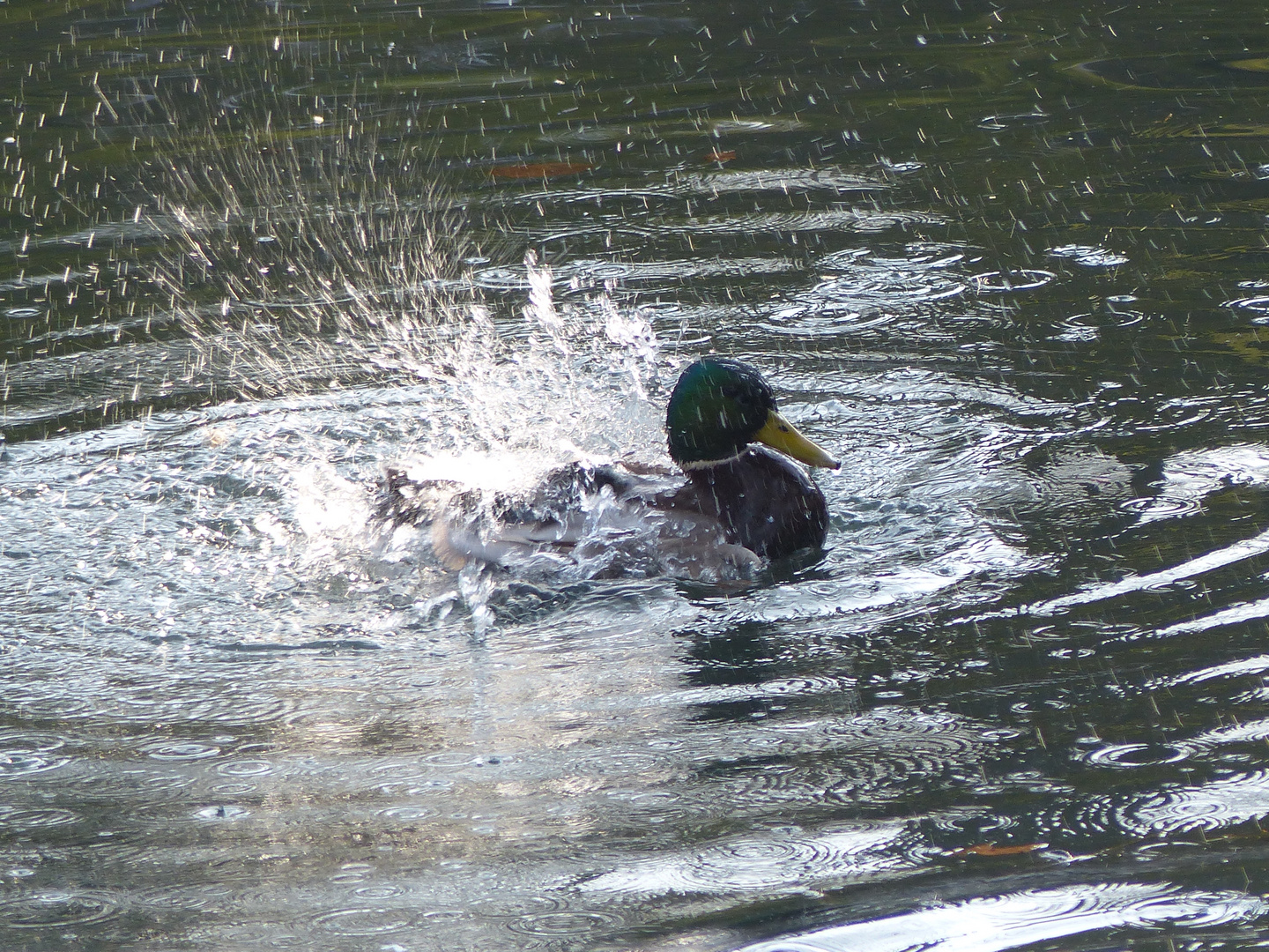 Ente im Freudentaumel