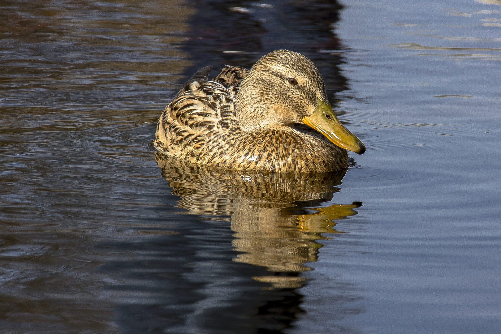 Ente im Frühling...